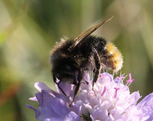 Réf. 297 101 : Bombus lapidarius